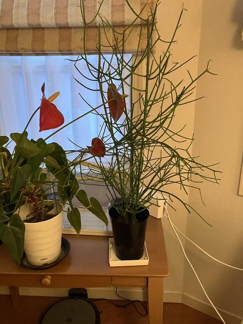 �ߥ륯�֥å���