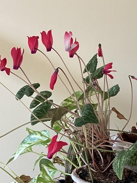 ��������β֤��餭�ޤ�����