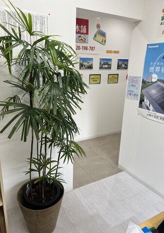 観葉植物ってどんなのがいいの?